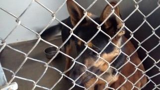 German Shepherd Dog Dogs for adoption in Alturas, CA, USA