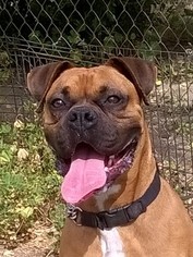 Boxer Dogs for adoption in Campbell, CA, USA