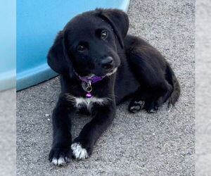 Sheprador Dogs for adoption in Genesee, WI, USA