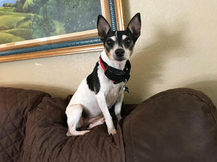 Jack Russell Terrier Dogs for adoption in Sonora, CA, USA