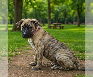 Mutt Dogs for adoption in Vail, AZ, USA