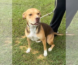 Bulldog-Unknown Mix Dogs for adoption in Tarrytown, GA, USA