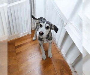 - Mix Dogs for adoption in Menifee, CA, USA