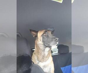 Mutt Dogs for adoption in San Antonio, TX, USA