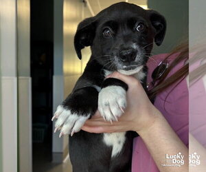 Borador Dogs for adoption in Washington, DC, USA
