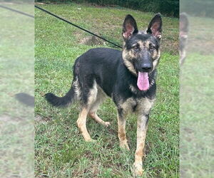 German Shepherd Dog-Unknown Mix Dogs for adoption in Wetumpka, AL, USA
