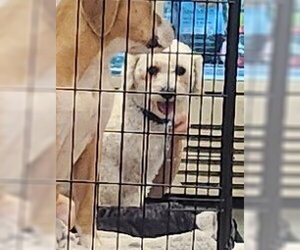 Poodle (Miniature)-Unknown Mix Dogs for adoption in Oakland Park, FL, USA