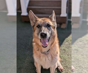 German Shepherd Dog Dogs for adoption in garner, NC, USA