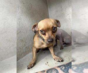 Chihuahua-Unknown Mix Dogs for adoption in Oklahoma City, OK, USA