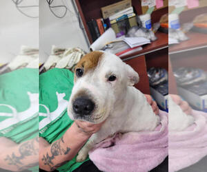 Mutt Dogs for adoption in Linton, IN, USA