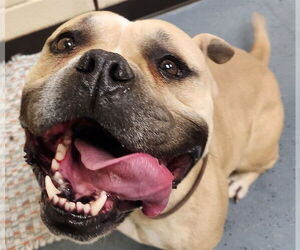Bulldog-Unknown Mix Dogs for adoption in Denver, CO, USA