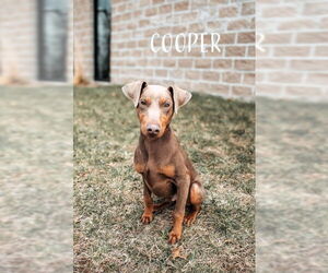Doberman Pinscher Dogs for adoption in Buffalo, MN, USA