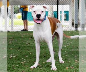 Boxer Dogs for adoption in Naples, FL, USA