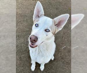 Siberian Husky Dogs for adoption in Bakersfield, CA, USA