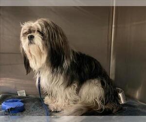Shih Tzu Dogs for adoption in Rancho Cucamonga, CA, USA