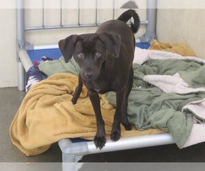 Meagle Dogs for adoption in Orange, CA, USA