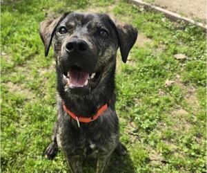 Mutt Dogs for adoption in Martinez, CA, USA