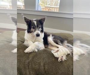 Border Collie Dogs for adoption in Frisco, CO, USA
