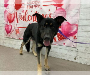 German Shepherd Dog Dogs for adoption in San Bernardino, CA, USA
