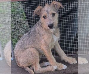 Mutt Dogs for adoption in Carrollton, TX, USA