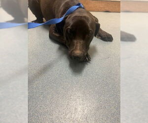 Labrador Retriever Dogs for adoption in West Palm Beach, FL, USA