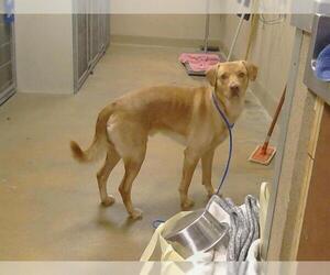 Labrador Retriever-Unknown Mix Dogs for adoption in Sacramento, CA, USA