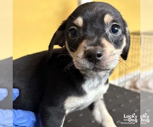 Chihuahua-Unknown Mix Dogs for adoption in Washington, DC, USA