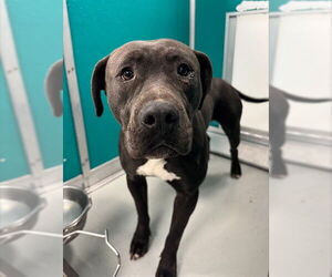 Mutt Dogs for adoption in Oklahoma City, OK, USA