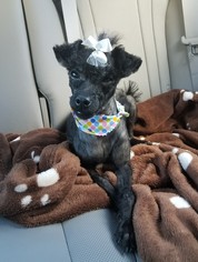 Poodle (Miniature) Dogs for adoption in Deerfield Beach, FL, USA