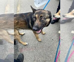 German Shepherd Dog Dogs for adoption in Stockton, CA, USA