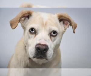 Labrador Retriever Dogs for adoption in Fort Collins, CO, USA