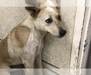 Mutt Dogs for adoption in Riverside, CA, USA