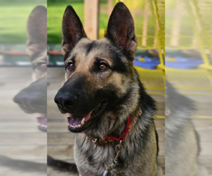 German Shepherd Dog Dogs for adoption in Kansas City, MO, USA