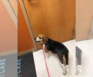 Beagle Dogs for adoption in Fenton, MO, USA