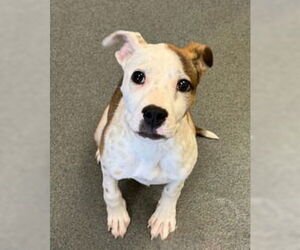 Mutt Dogs for adoption in Glen Allen, VA, USA