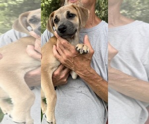 Mutt Dogs for adoption in Thomasville, NC, USA