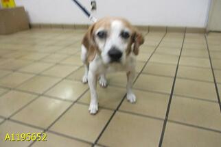Beagle Dogs for adoption in West Palm Beach, FL, USA