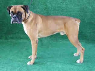 Boxer Dogs for adoption in Hanford, CA, USA