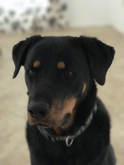 Rottweiler Dogs for adoption in Chandler, AZ, USA
