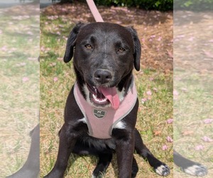 Labrador Retriever-Unknown Mix Dogs for adoption in Holly Springs, NC, USA