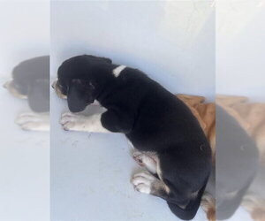 Labrador Retriever-Unknown Mix Dogs for adoption in Houston, TX, USA
