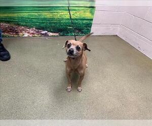 Chihuahua-Unknown Mix Dogs for adoption in Moreno Valley, CA, USA