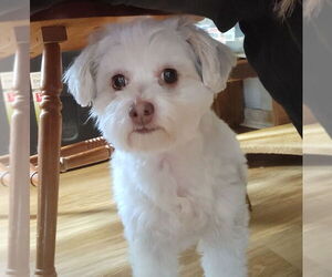 Maltese-Unknown Mix Dogs for adoption in Rocky Mount, NC, USA