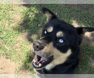 Gerberian Shepsky Dogs for adoption in Tulsa, OK, USA