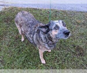Mutt Dogs for adoption in Gainesville, FL, USA