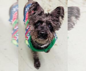 Cairn Terrier Dogs for adoption in Akron, OH, USA