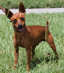 Miniature Pinscher Dogs for adoption in Prattville, AL, USA