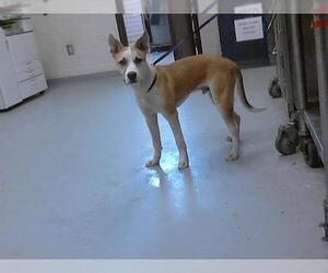 Huskies -Unknown Mix Dogs for adoption in Fayetteville, NC, USA