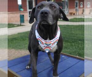 American Staffordshire Terrier-Unknown Mix Dogs for adoption in San Antonio, TX, USA