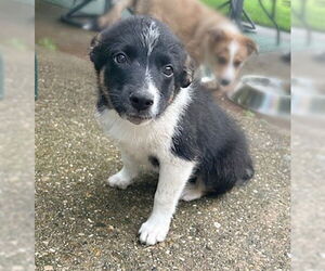 Australian Shepherd-Unknown Mix Dogs for adoption in Genesee, WI, USA